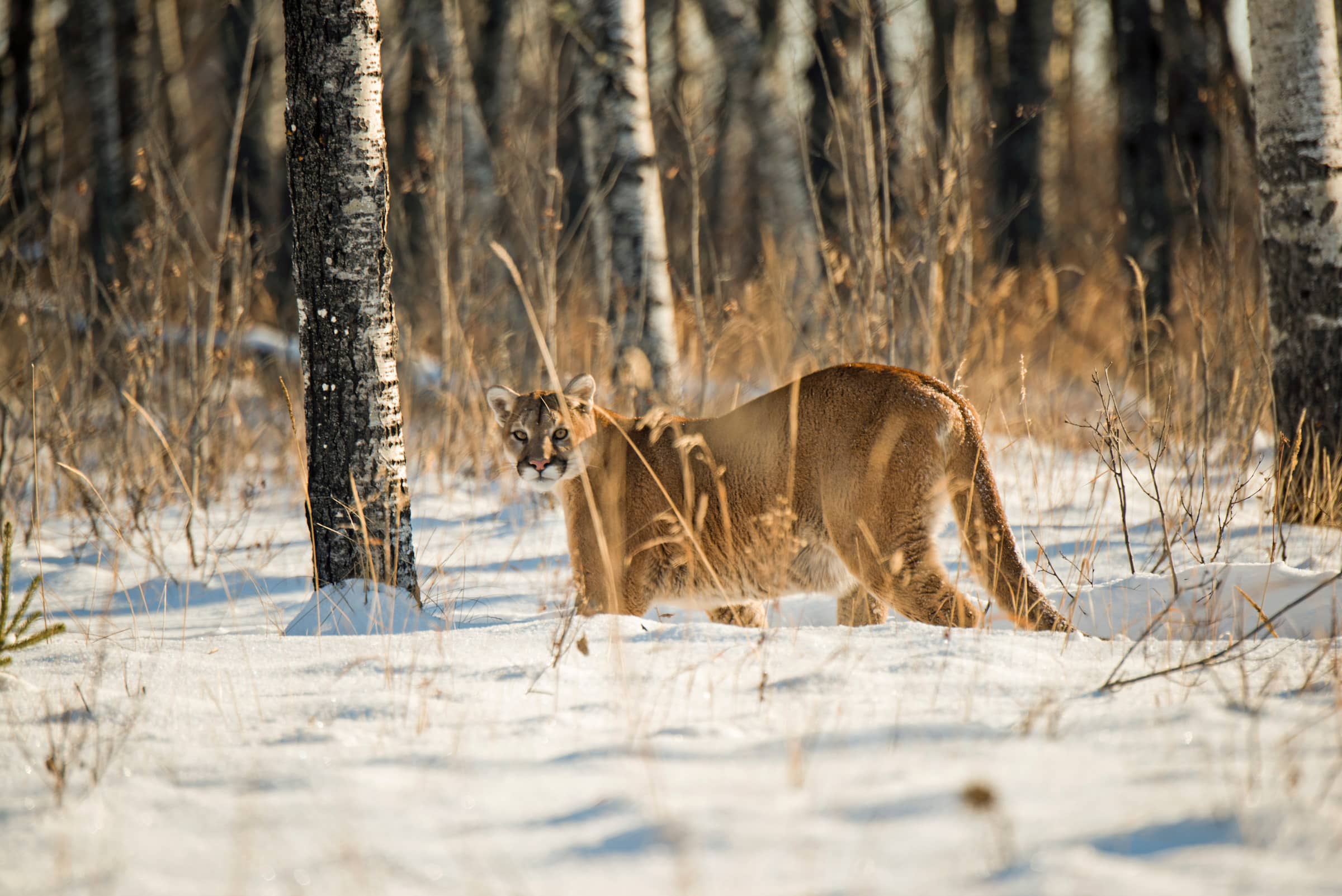 mountain lion - Predator Hunting Trips