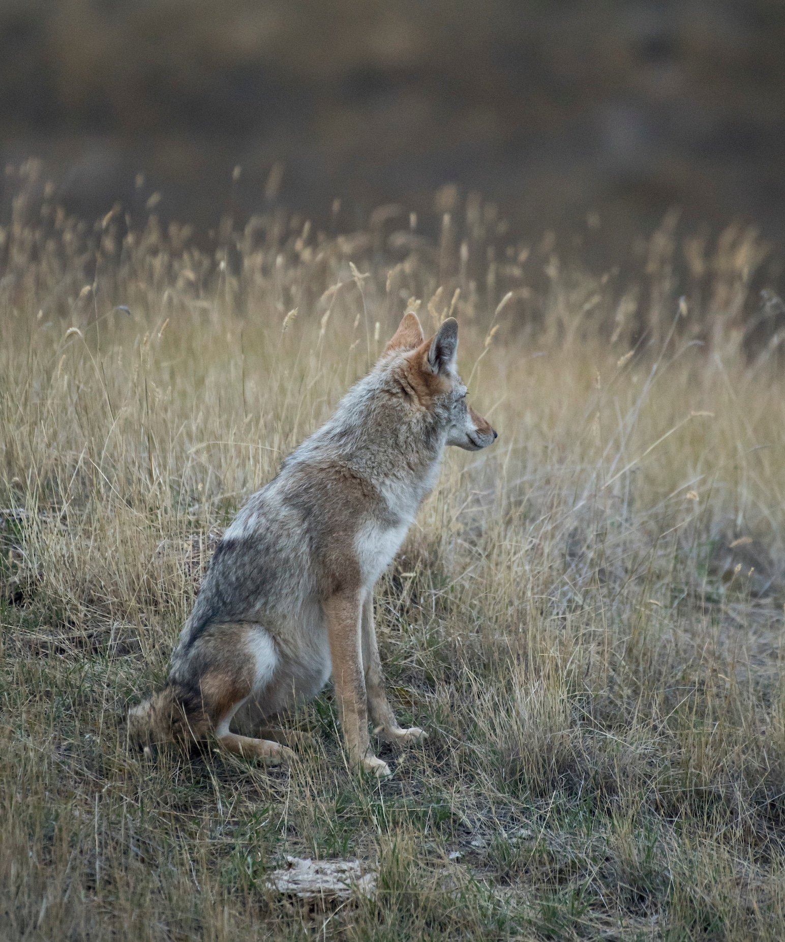 Sometimes, coyotes sit on the high ground and scan for the source of the calling sounds.