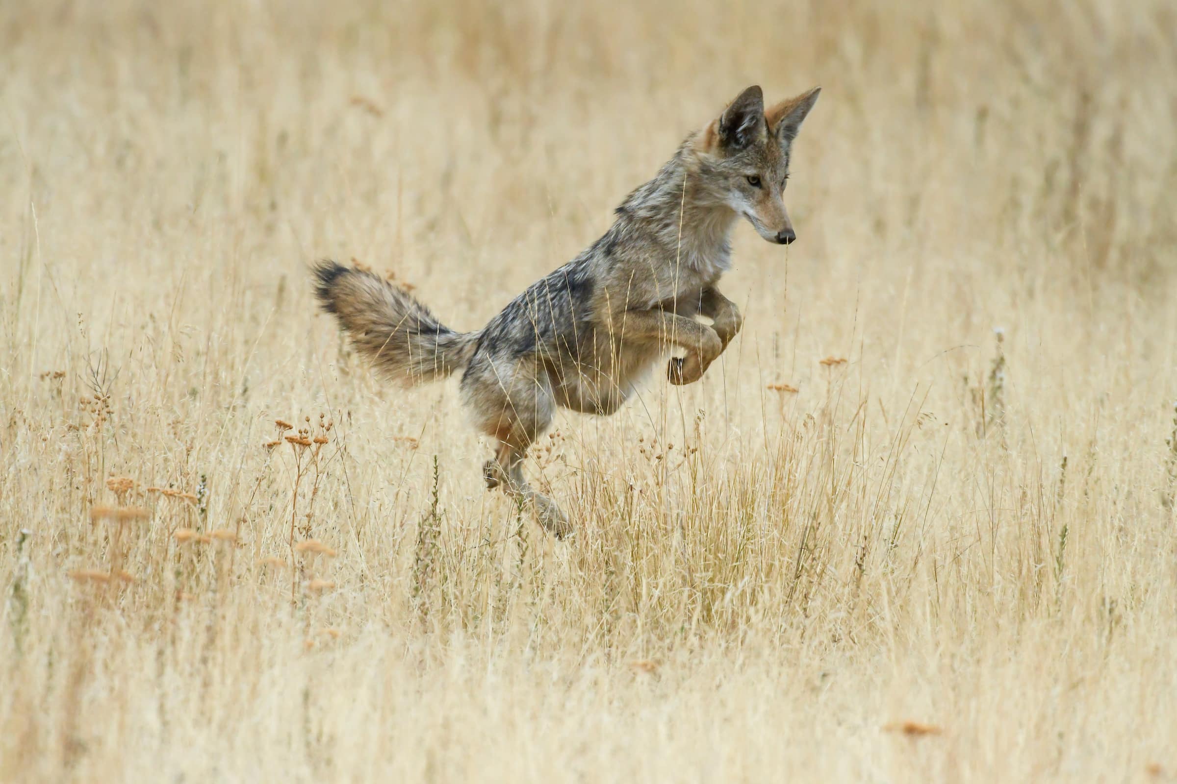 western coyote - Predator Hunting Trips