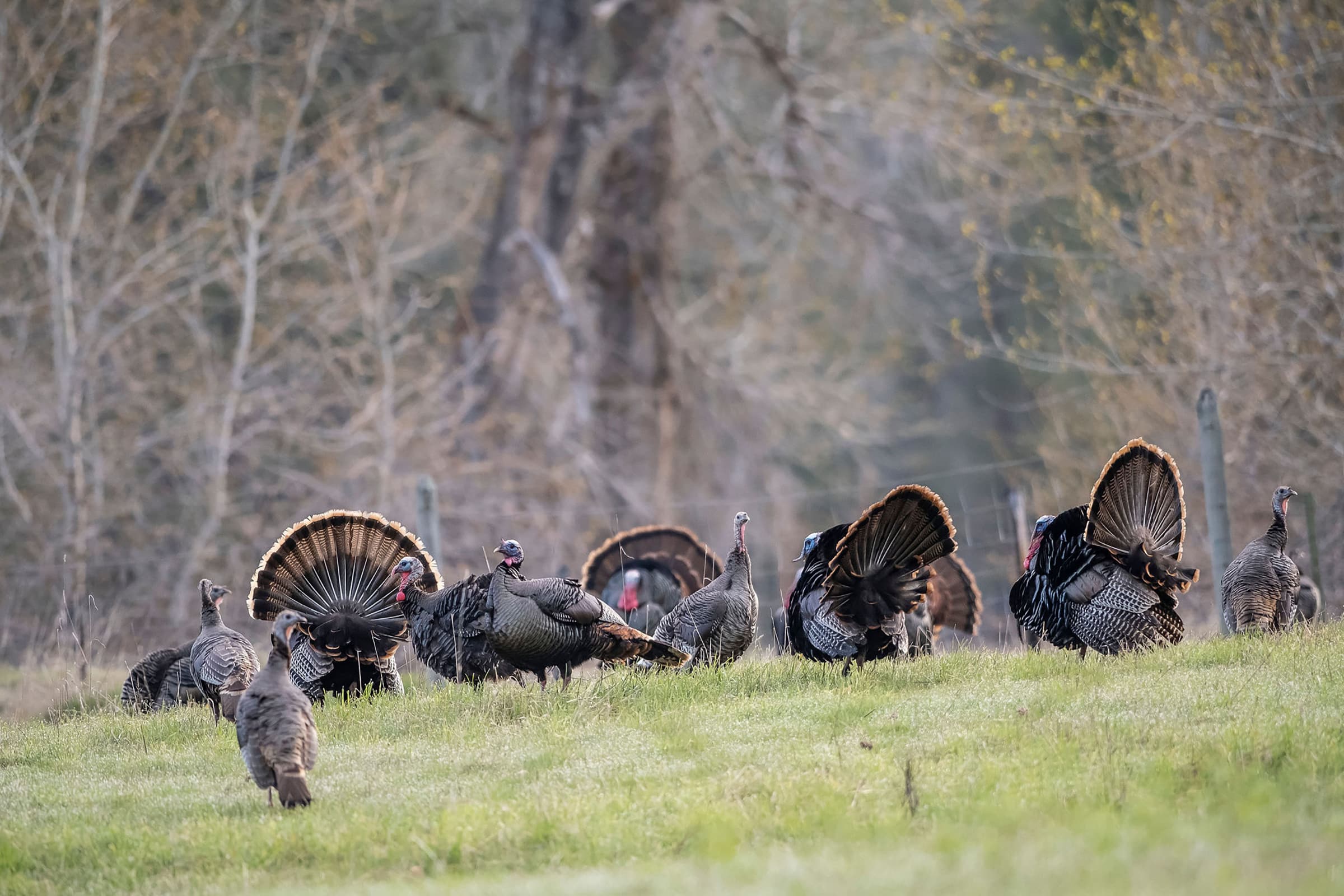 Bow-killing a turkey is a thrill that often involves a heart-thumping encounter with a gobbler at 15 yards or less.