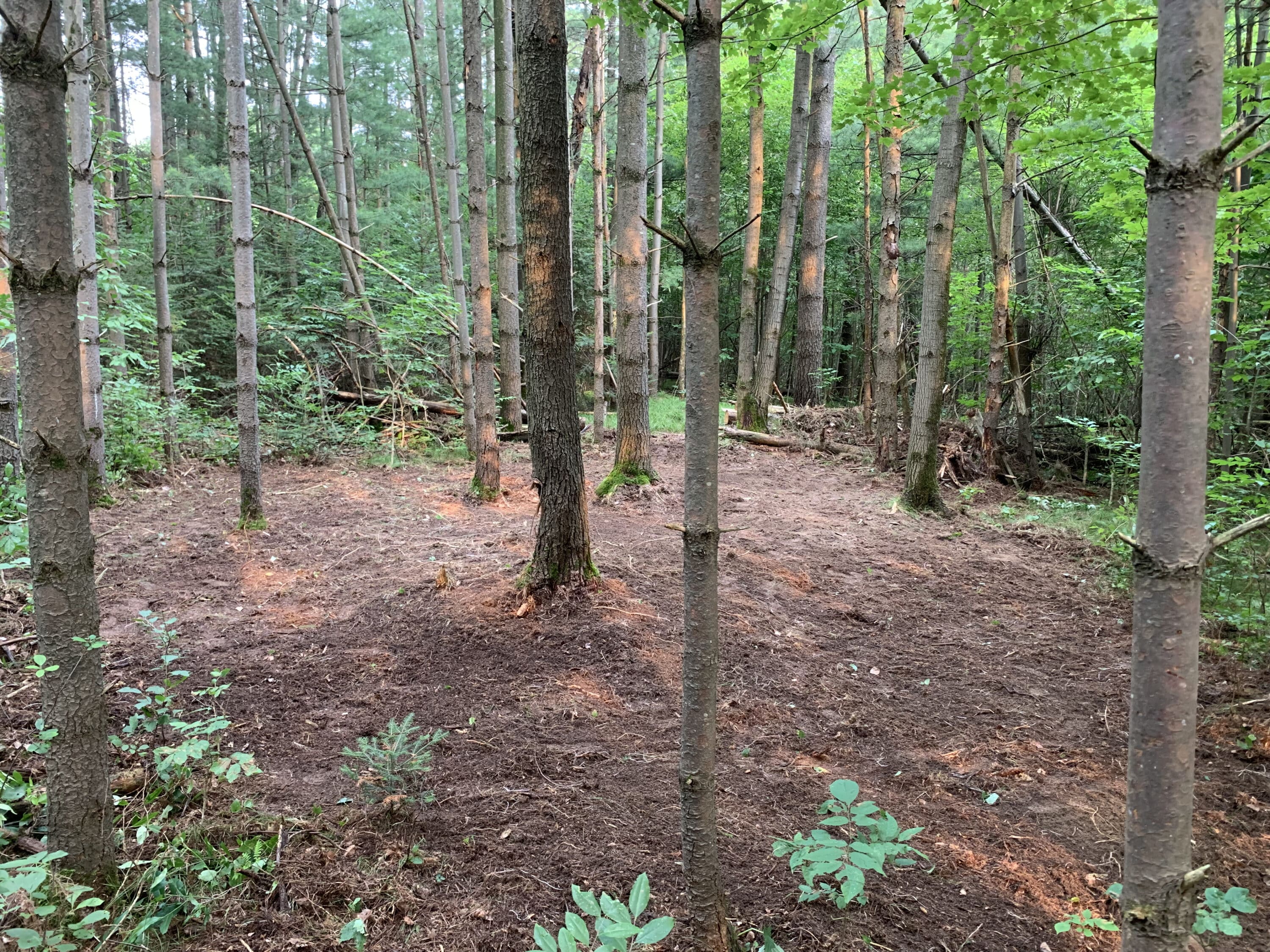 Soil in a small site like this 400-square-foot opening can be exposed with nothing more than a garden rake and some manual labor.