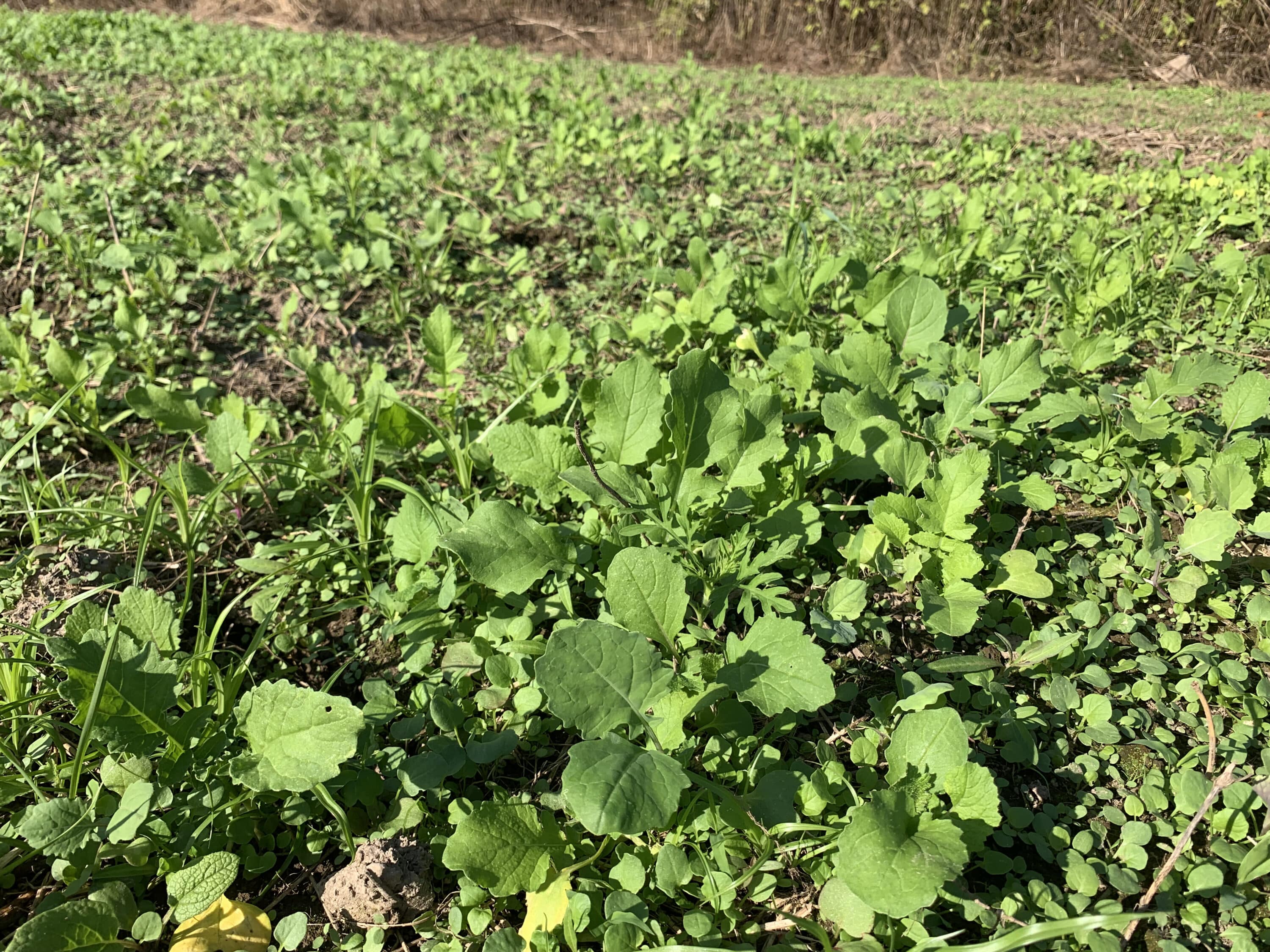 Land managers don't need massive tracts to plant food plots.