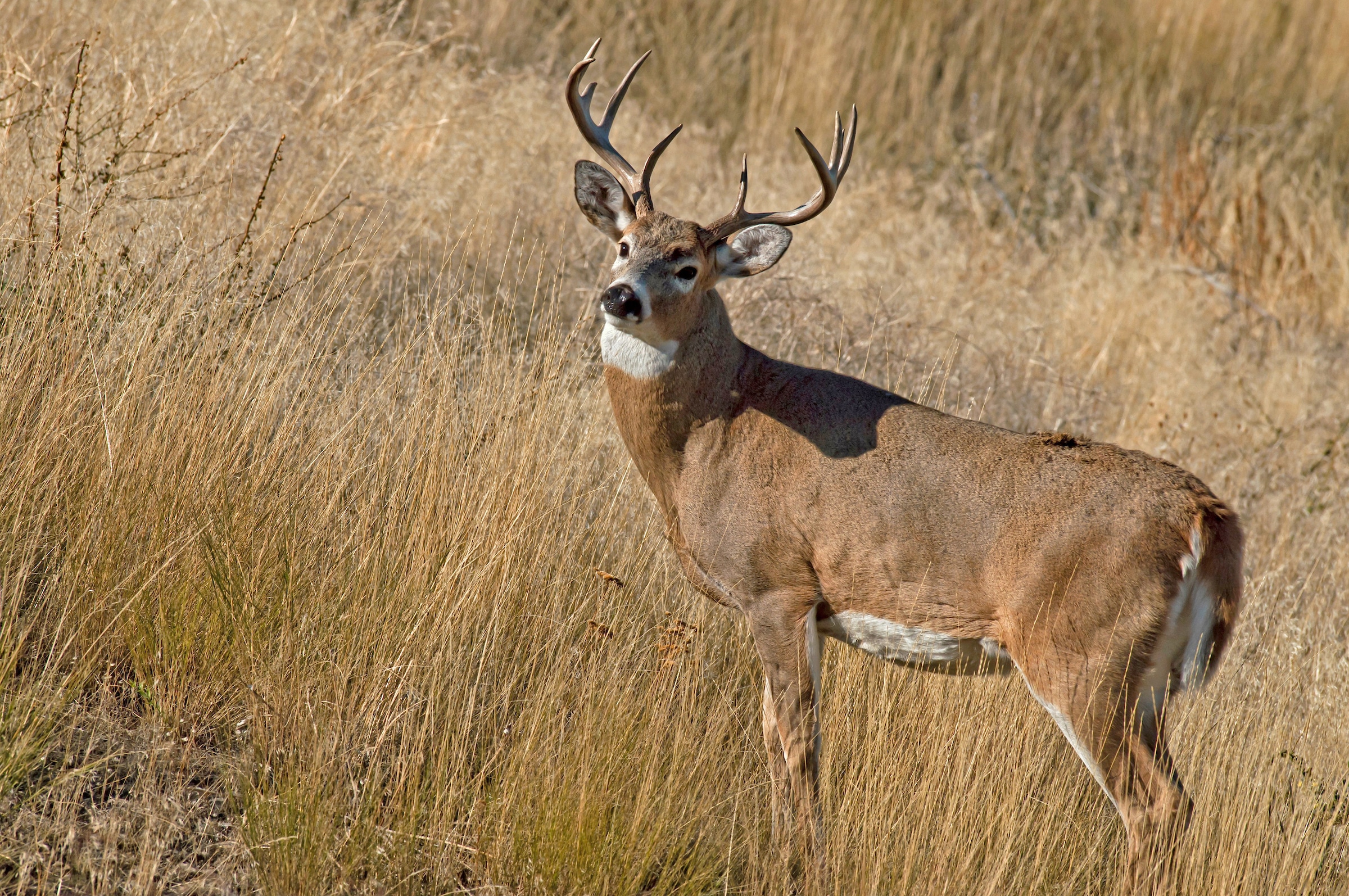 In the best of circumstances, most properties will produce an average antler growth peak of 130-150 inches, even in desirable midwestern destinations.