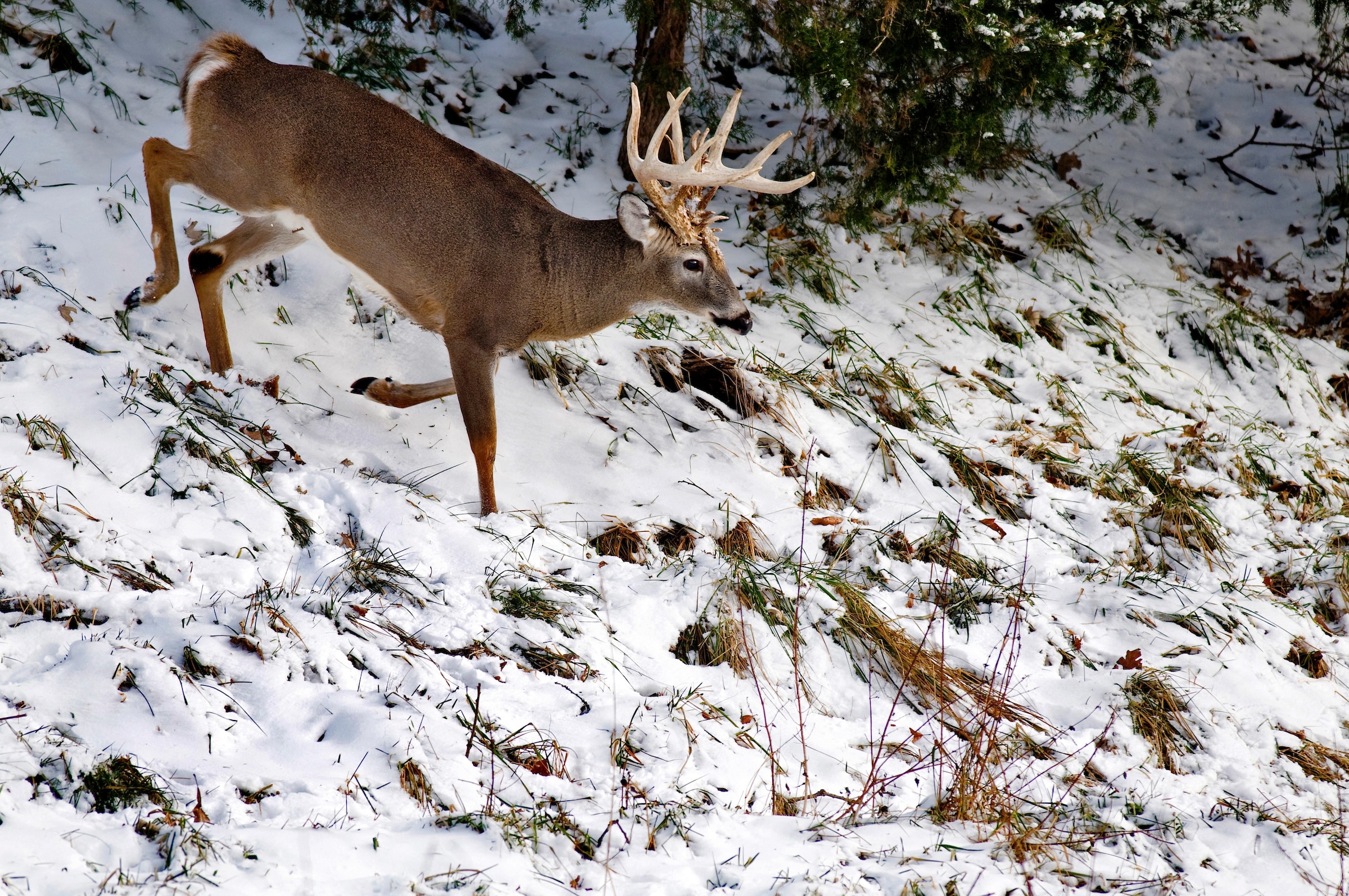 It's important to dream. But the truth is, most hunters will never see a Boone & Crockett whitetail, let alone shoot one.