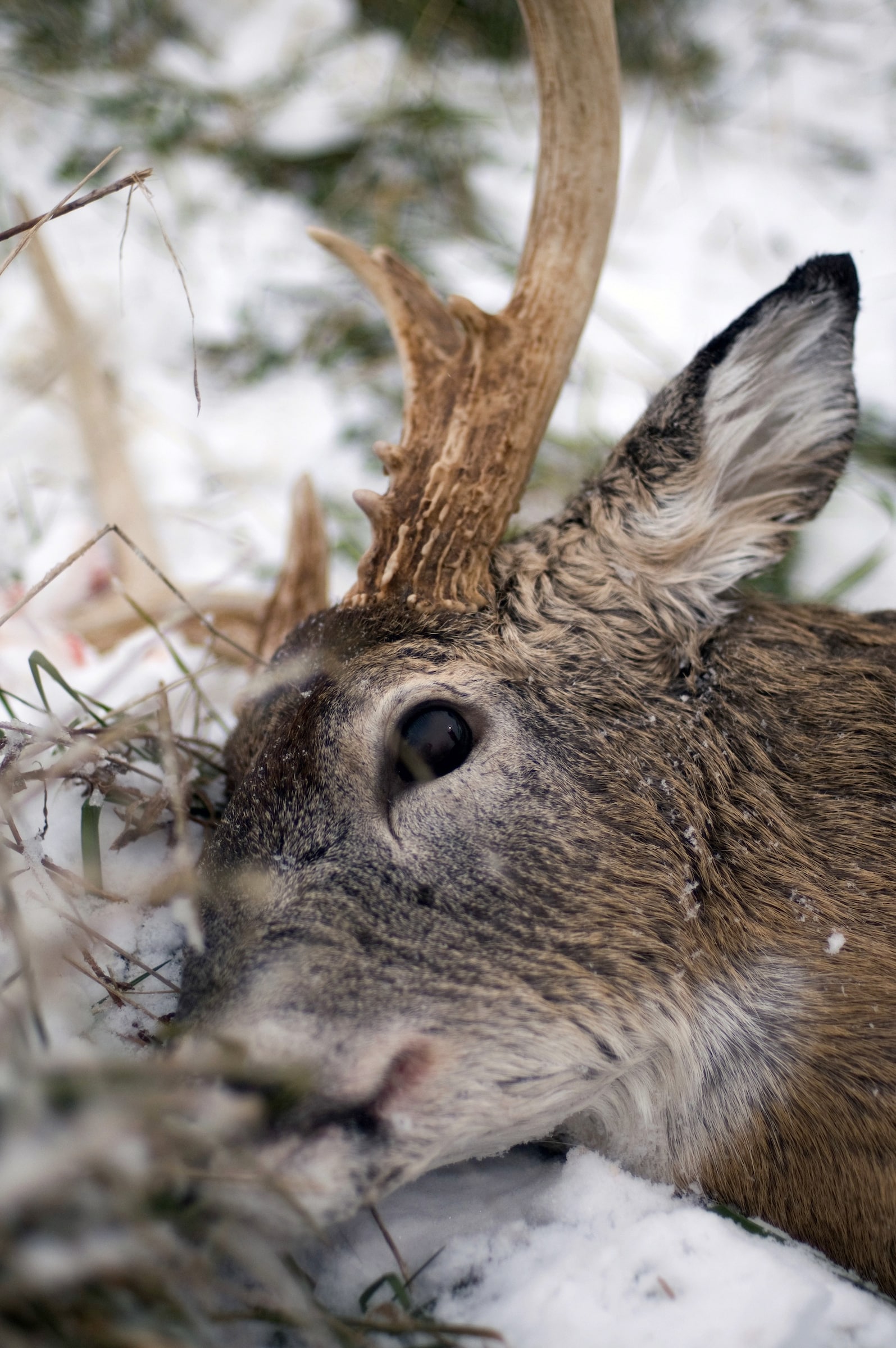 Researching record book organizations, along with your shed antler scouting, gives you abundant evidence to set hunting goals.