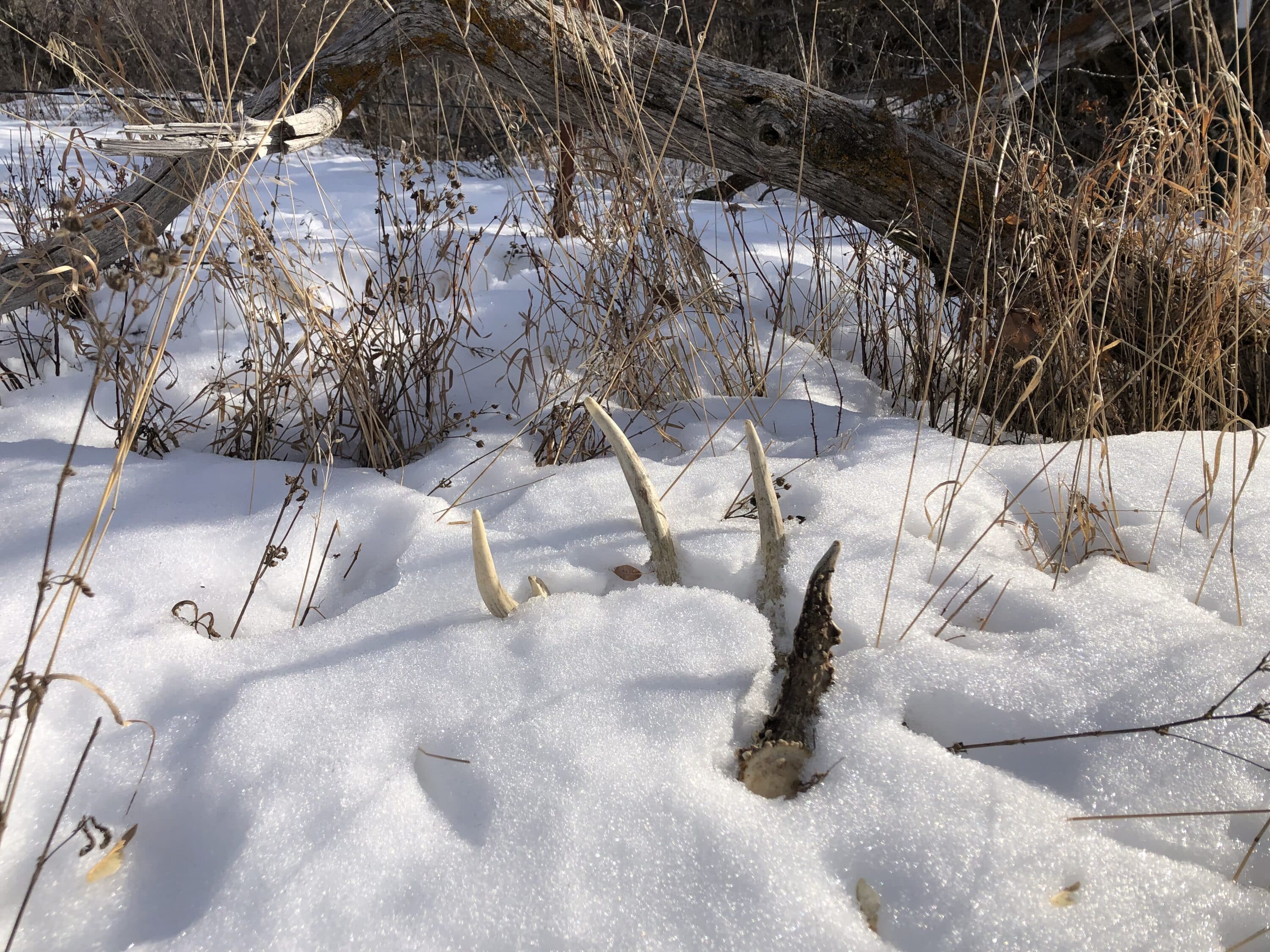 Shed antler hunting allows you to see all aspects of the potential of a particular hunting property.