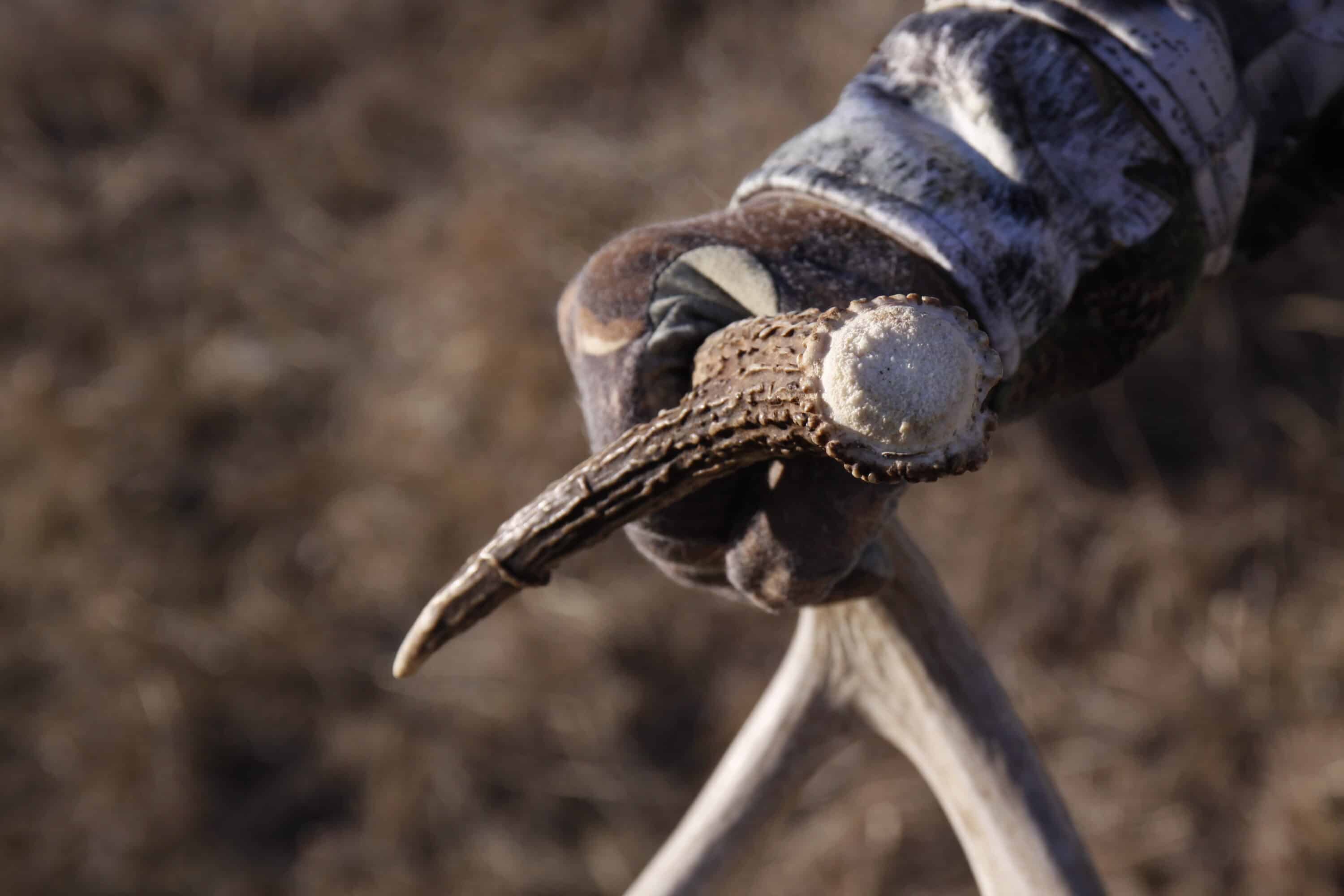 Shed antlers give you added evidence, in addition to trail camera images, to set your hunting season goals.