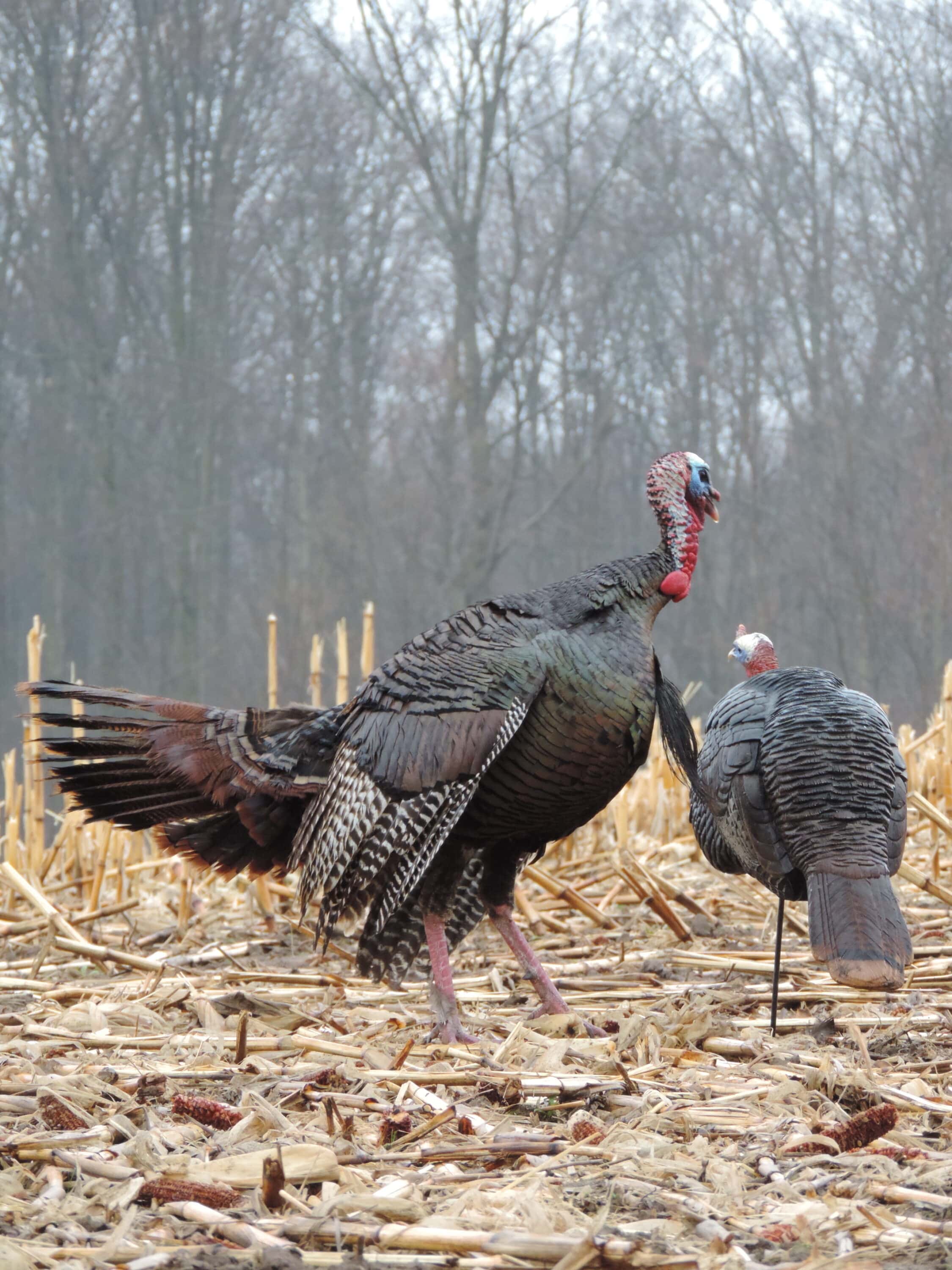 Switching to realistic decoys was a pivotal point in the author’s turkey-bowhunting career that skyrocketed his success rates.