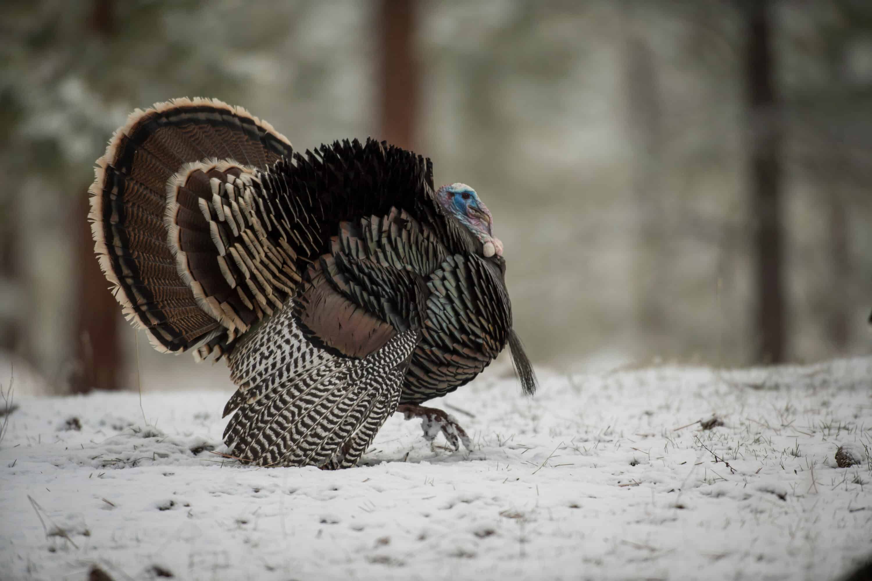 Western turkey adventures aren't easy. Be prepared.