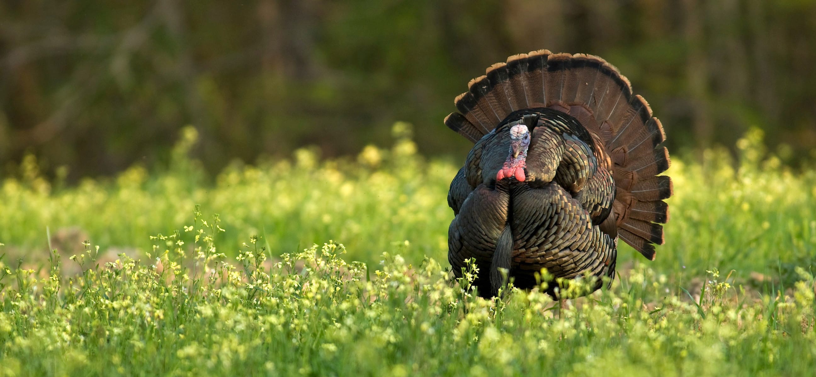 A big, fat gobbler waddles right into bow range.