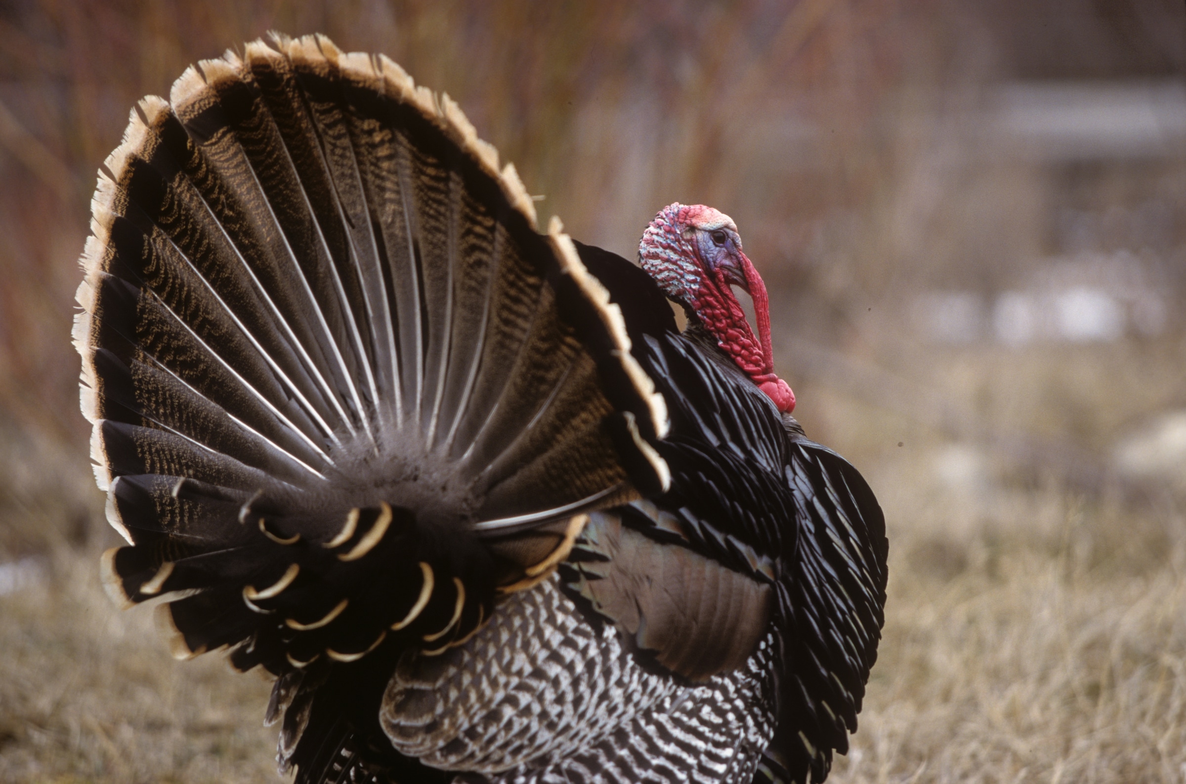 Just because a turkey is on another property and off limits, doesn't mean you can't get permission.