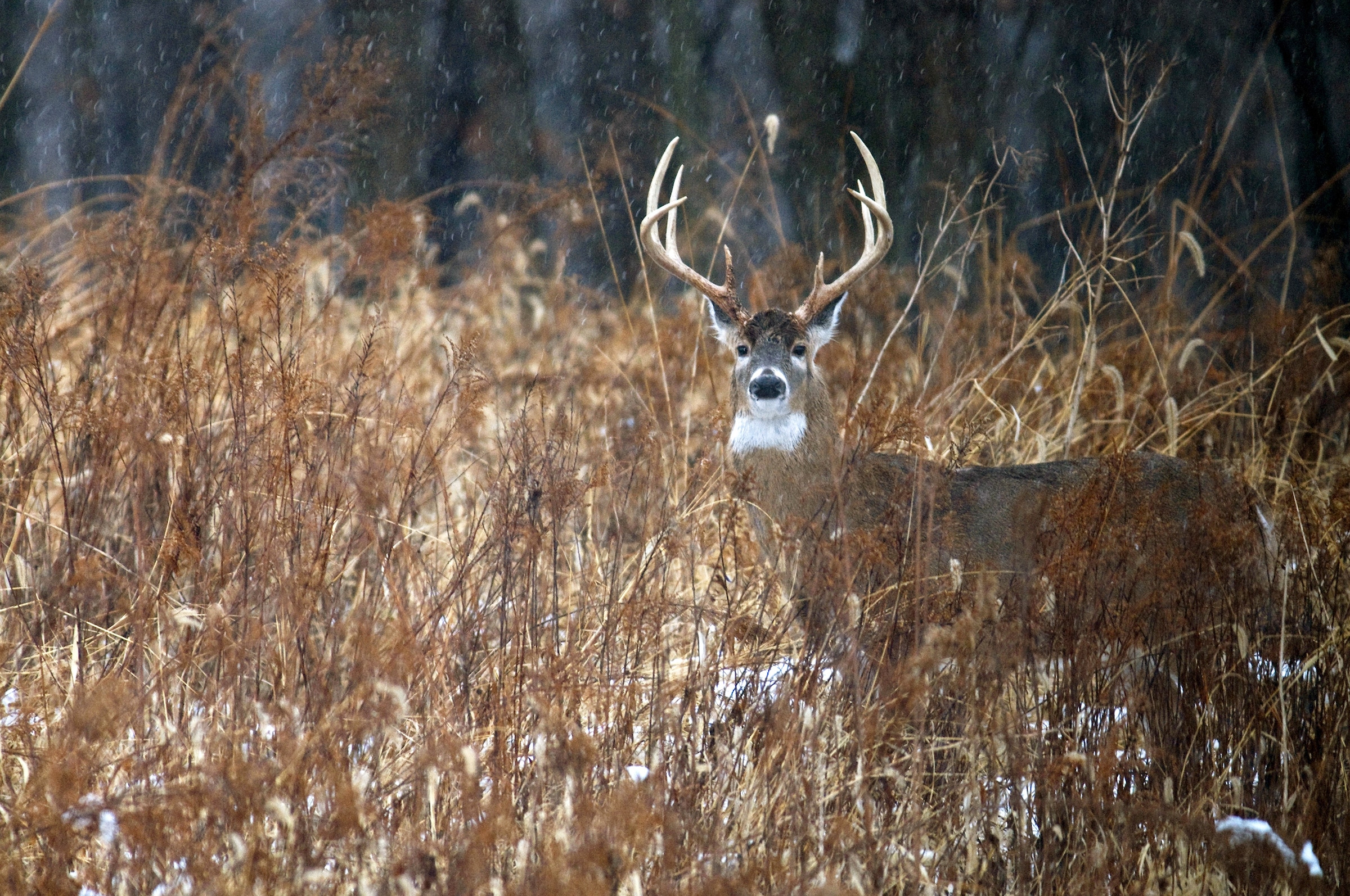 Growing a little bit of forage on your small property can improve your hunting potential.