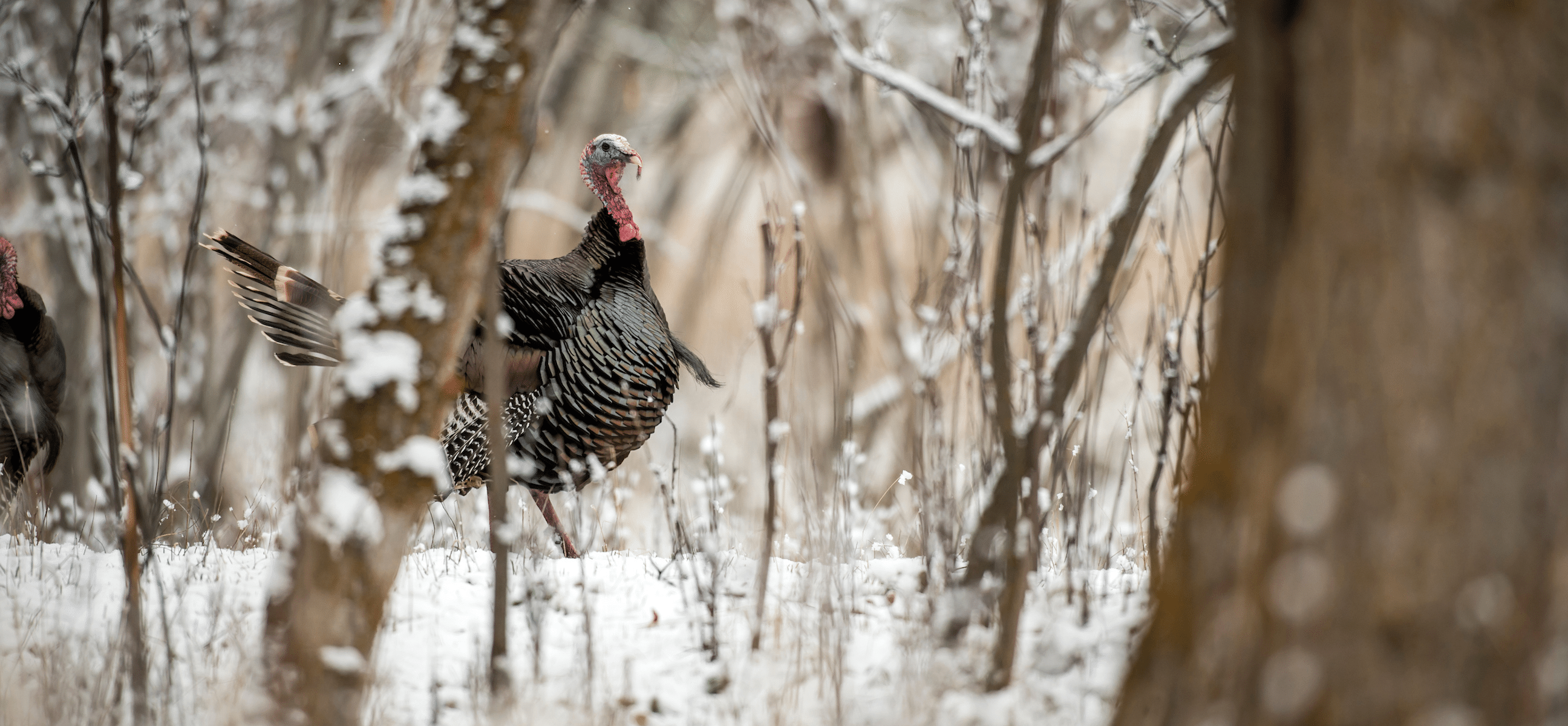 Think like a turkey to shoot more of them.