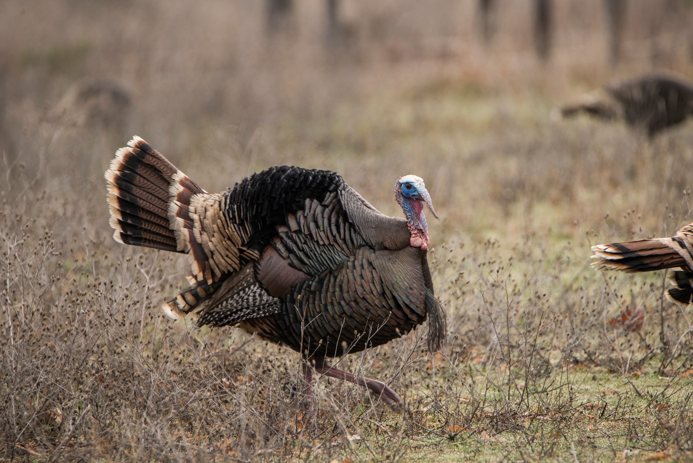 Reading a turkey's body language can help make a game plan. Think like a turkey.
