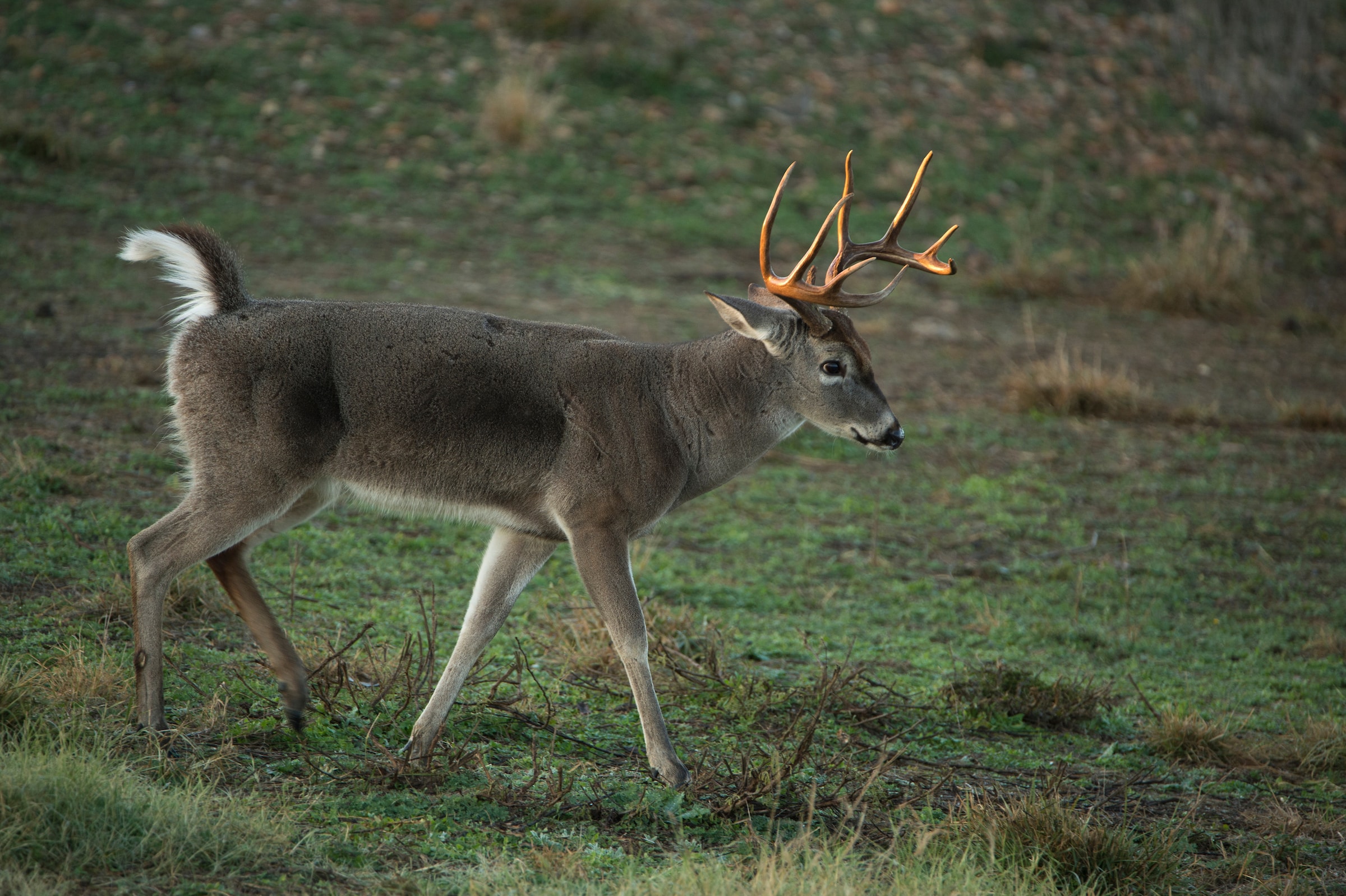 Small-property land managers can attract deer with food plots.