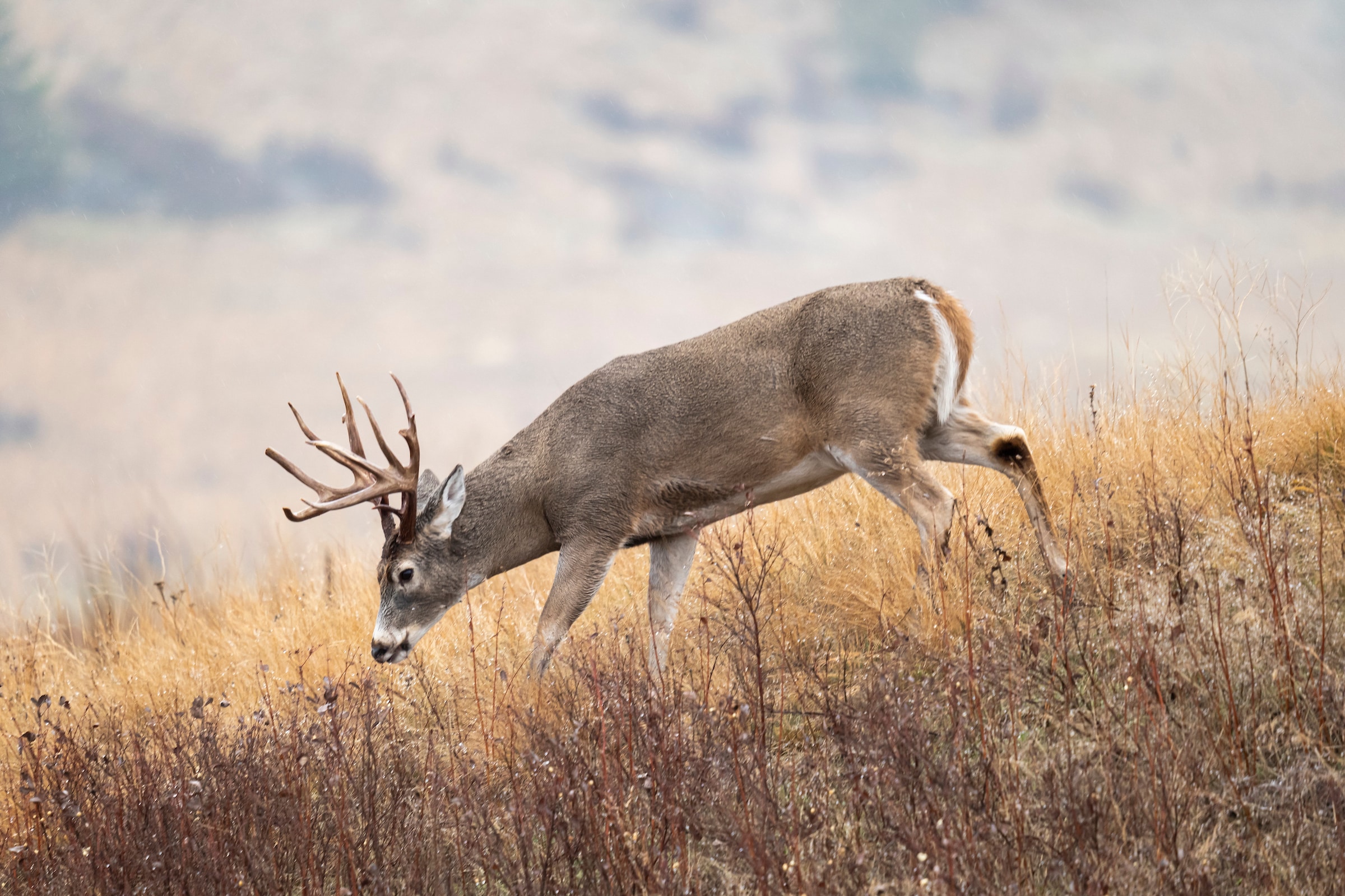 How well the deer herd is doing is a great indicator for property management and necessary harvest goals.